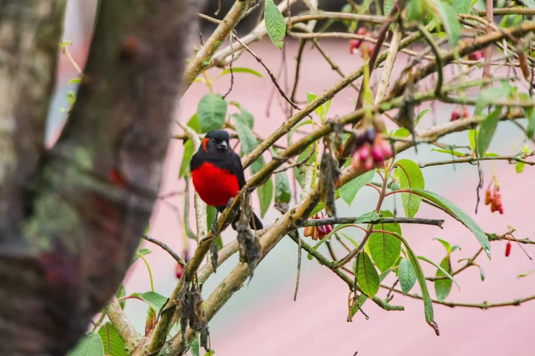 Tenjo descubrió 62 especies de aves y un coatí de montaña durante el October Big Day 2026